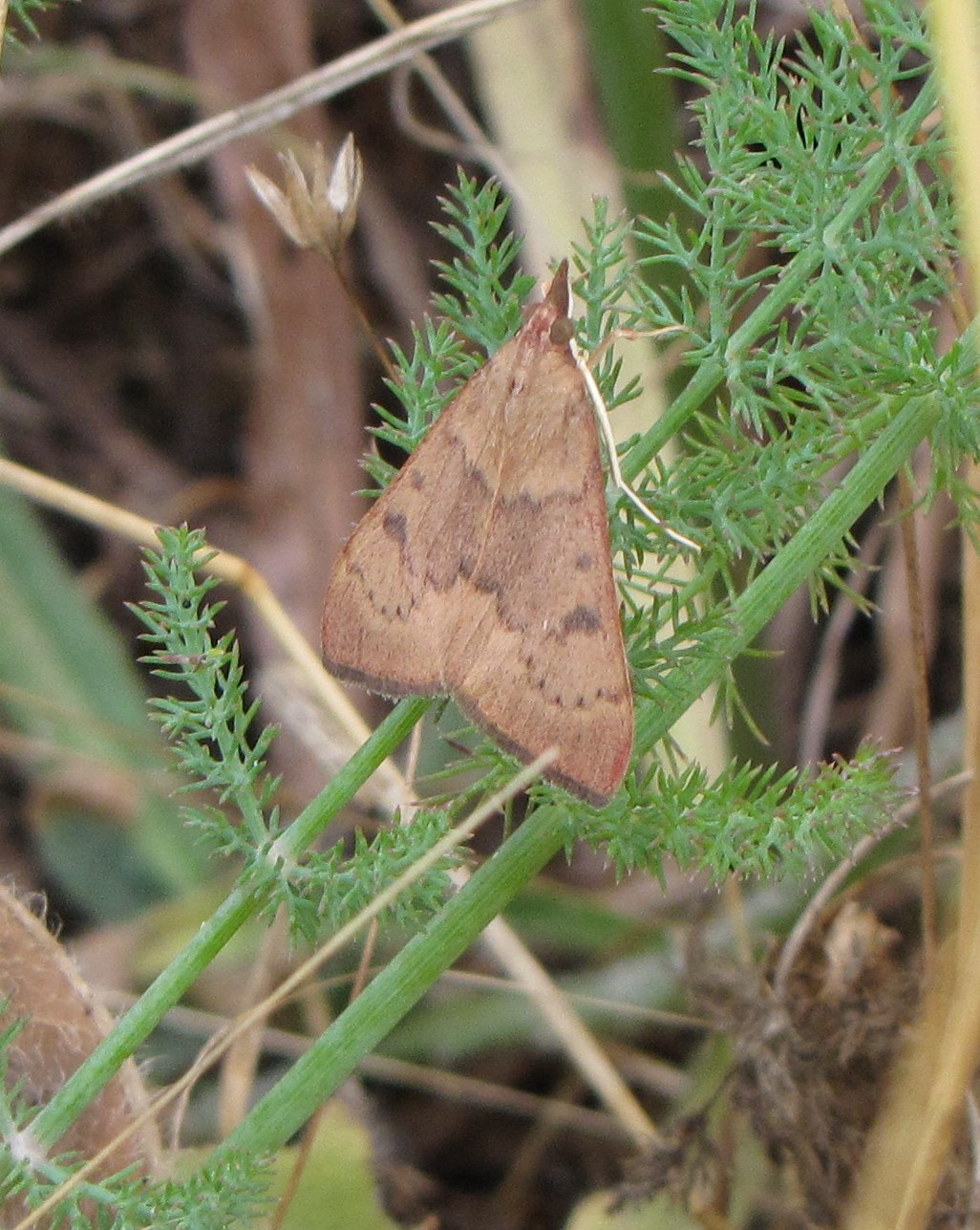 farfalla jet - Uresiphita gilvata